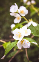 White, fragrant flowers grow on the branch of the Jasmine tree.