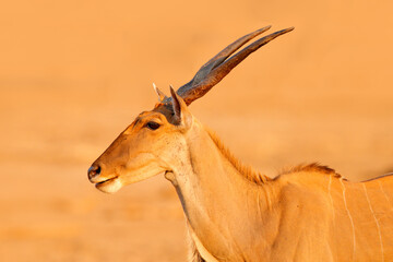 Eland anthelope, Taurotragus oryx, big brown African mammal in nature habitat. Eland in green...
