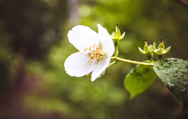 White, fragrant flowers grow on the branch of the Jasmine tree.