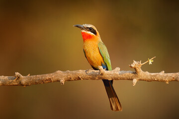 White-fronted bee-eater, Merops bullockoides, forest in Tanzania, Africa.  Detail head portrait of exotic orange and red African birds in nature habitat. Wildlife scene form nature.