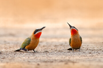 Bee-eaters on the gravel road. White-fronted bee-eater, Merops bullockoides, forest in Zimbabwe , Africa.  Detail head portrait of exotic orange and red African birds in nature habitat.