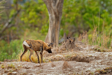 Painted hunting dog on African safari. Wildlife scene from nature. African wild dog, walking in the green grass, Zambia, Africa. Dangerous spotted animal with big ears.
