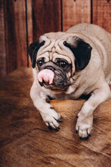 Cute dog pug with a pink tongue sits in front of  vintage background