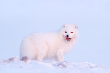 Polar fox with deer carcass in snow habitat, winter landscape, Svalbard, Norway. Beautiful white animal in the snow. Wildlife action scene from nature, Vulpes lagopus, Mammal from Europe