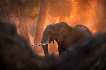 Elephant at Mana Pools NP, Zimbabwe in Africa. Big animal in the old forest, evening light, sun...