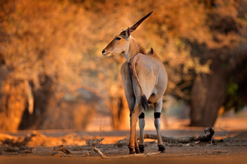 Eland anthelope, Taurotragus oryx, big brown African mammal in nature habitat. Eland in green vegetation, Mana Pools NP. Wildlife scene from nature, evening sunset.