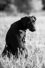 puppy of european sled dog great for mushing