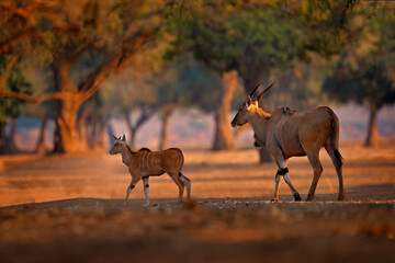 Eland anthelope, Taurotragus oryx, big brown African mammal in nature habitat. Eland in green vegetation, Mana Pools NP. Wildlife scene from nature, evening sunset.