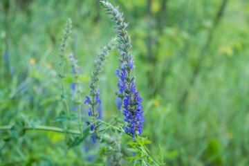 Purple, long-flowered meadow flower growing in the meadow