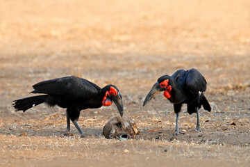 Black hornbills and carcass, bird feeding behavior. Southern ground-hornbill, Bucorvus leadbeateri, largest hornbill in world. Black bird with red face walking on gravel road.