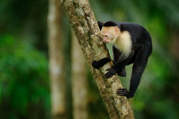 Cute tropic monkey. White-headed Capuchin, black monkey sitting on tree branch in the dark tropical forest. Wildlife of Panama. Travel holiday in Central America.