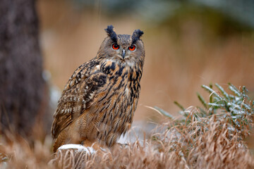Eurasian Eagle Owl, Bubo Bubo, sitting on the tree trunk, wildlife photo in the forest with orange autumn colours, Germany. Bird in the forest, first snow in wildlife nature.