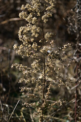 Fototapeta premium autumn leaves in the forest
