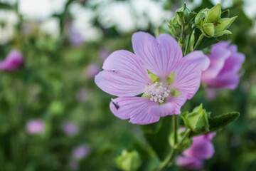 Obraz premium Delicate pink flower grows in the meadow