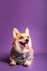Portrait of a pembroke welsh corgi dog wearing blue bandana tie looking at the camera with mouth open seen from the front on a purple background