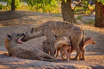Family in the nature.  Hyena evening sunset light. Hyena, detail portrait. Spotted hyena, Crocuta...