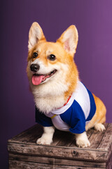 Portrait of a pembroke welsh corgi dog wearing blue bandana tie looking at the camera with mouth...