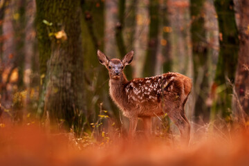 Cute beautiful young cub of red deer in the autumn orange forest habitat, Germany. Red deer baby animal without mother lost in the trees, wildlife nature in Europe.