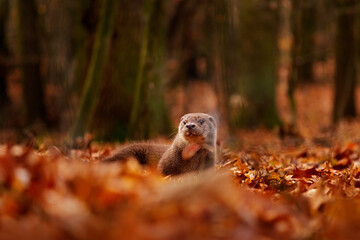 Otter, autumn orange wildlife. Eurasian otter, Lutra lutra, detail portrait of water animal in the nature habitat, Germany, water predator. Animal from the river, wildlife from Europe.