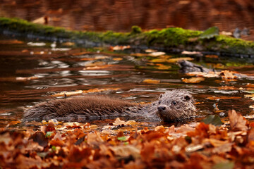 Otter, autumn orange wildlife. Eurasian otter, Lutra lutra, detail portrait of water animal in the nature habitat, Germany, water predator. Animal from the river, wildlife from Europe.