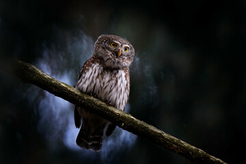 Pygmy Owl, sitting on tree spruce branch with clear dark forest background. Eurasian tinny bird in the habitat. Beautiful bird in evening sunset. Wildlife scene from wild nature.