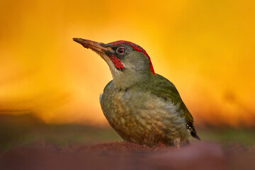 Iberian green woodpecker, Picus sharpei, medium-sized woodpecker endemic to the Iberian peninsula, Spain in Europe. Woodpecker in the green grass, evening orange sunset. Green bird with red cap.