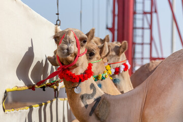 Cute camels in Abu Dhabi, UAE