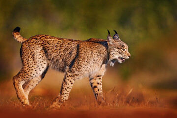 Iberian lynx, Lynx pardinus, wild cat endemic to Iberian Peninsula in southwestern Spain in Europe....