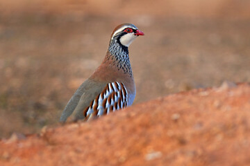 Red-legged partridge, Alectoris rufa, gamebird in pheasant family Phasianidae, on the gravel road, Spain in Europe. Partridge in the nature habitat. Birdwatching in Spain. Detail close-up portrait.