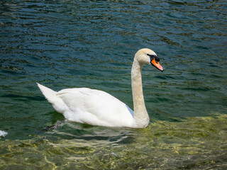 Swan
