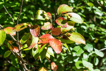 Green, unripe hawthorn fruits grow on a tree