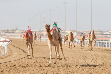 Camel race at Al Wathba in Abu Dhabi, UAE