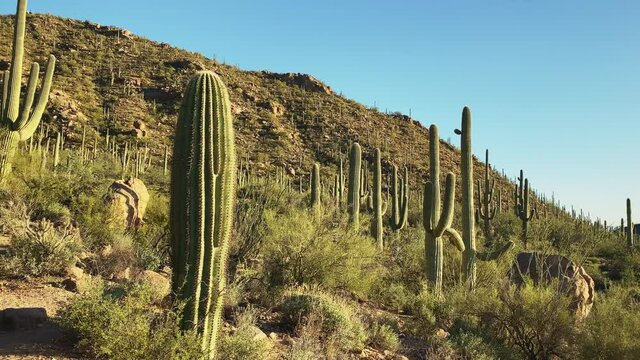 Beautiful Saguaro's at sunset at Saguaro National Park, Tucson, USA. Panorama left to right.