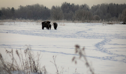 European bison in the wild in winter. Wild animals in winter nature.