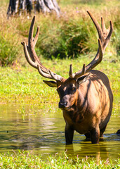 Close up a male elk deer