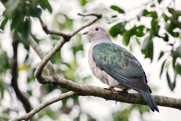Green Imperial-pigeon - Ducula aenea, beautiful large forest pigeon from Southeast asian forests, Sri Lanka.