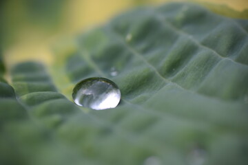 water drop on a leaf