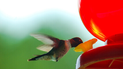 Obraz premium Ruby-Throated Hummingbird at feeder