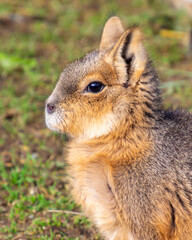 Beautiful baby Patagonian Mara