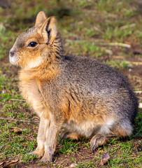 Beautiful baby Patagonian Mara