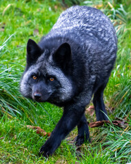 Beautiful silver fox