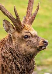 Close up portrait of a male sika deer