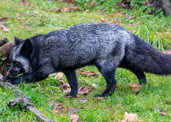 Beautiful silver fox