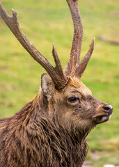 Close up portrait of a male sika deer