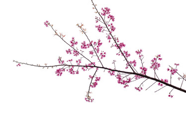 Sakura blossom flower in blooming with branch isolated on white background for spring season