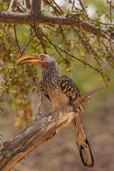 Fototapeta premium southern yellow-billed hornbill, Tockus leucomelas, on a branch, Namibia