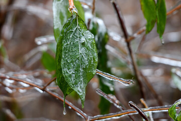 Frozen branches and leaves of the bush. Ice covered branches and leaves after freezing rain falls.