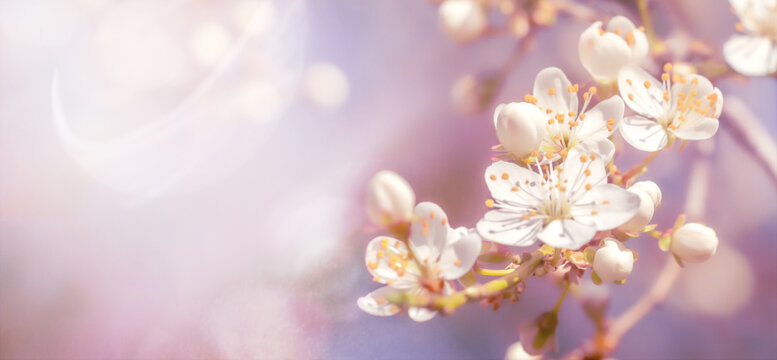 Spring nature banner, soft focus image of  blossoming cherry branches.