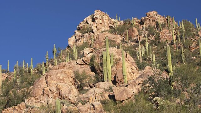 A lot of beautiful Saguaro cactus at a rocky mountain. Saguaro National Park, Tucson, USA. Panorama right to left.