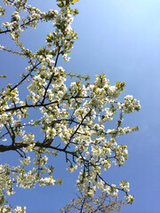 Obraz premium Kirschblüten